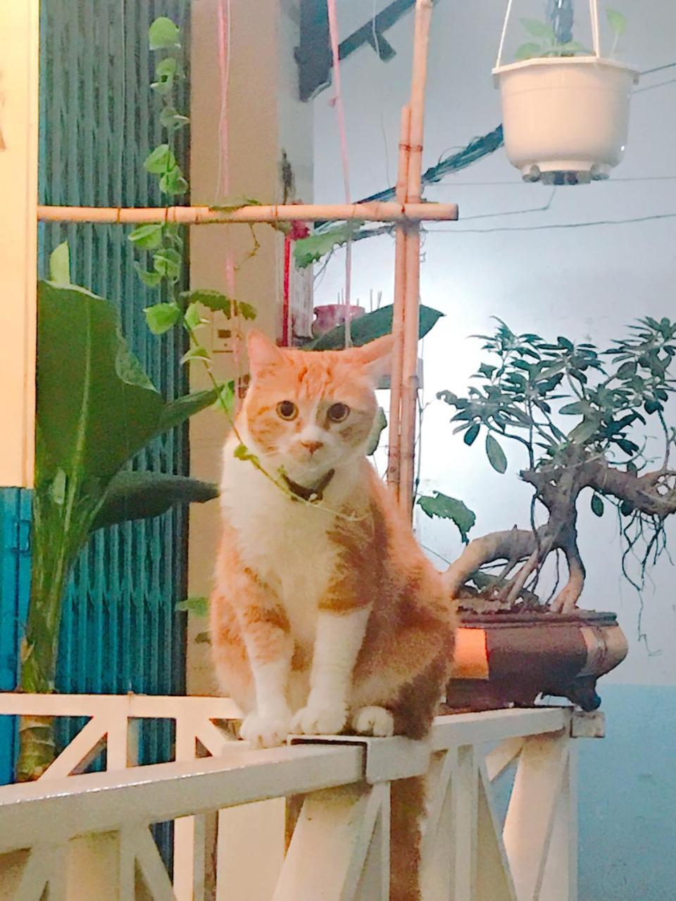 Qcub1 Homestay Ho Chi Minh-Byen Eksteriør billede